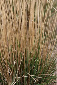 Full frame shot of crops on field