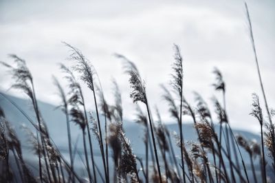 Close-up of wheat field against sky