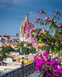 View of flowering plants by building against sky