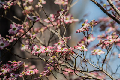 Close-up of pink flowers on branch