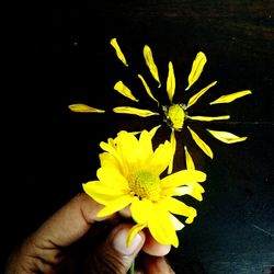 Close-up of hand holding yellow flower