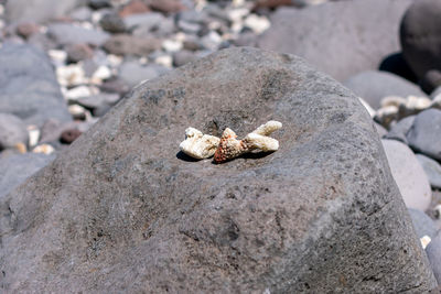 Close-up of shell on rock