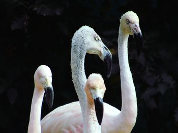 Close-up of swan