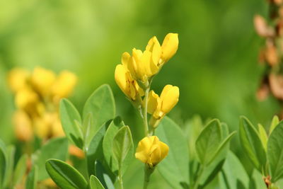 Close-up of yellow flowering plant