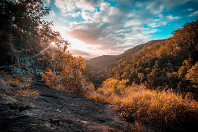 Trees growing on mountain against sky during sunset