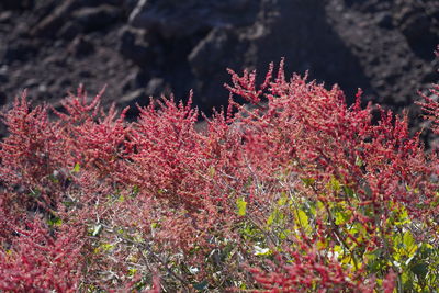 Close-up of pink flowering plants on field