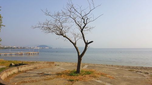 Bare tree on beach against sky