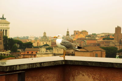 The seagull on the background of the city in the rainy weather. rome, italy.