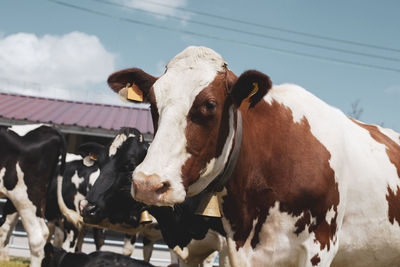 Brown and white holstein friesian cattle