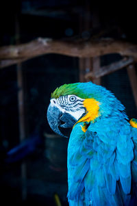 Close-up of parrot