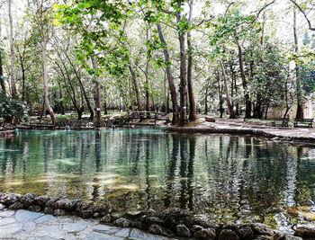 Scenic view of lake in forest