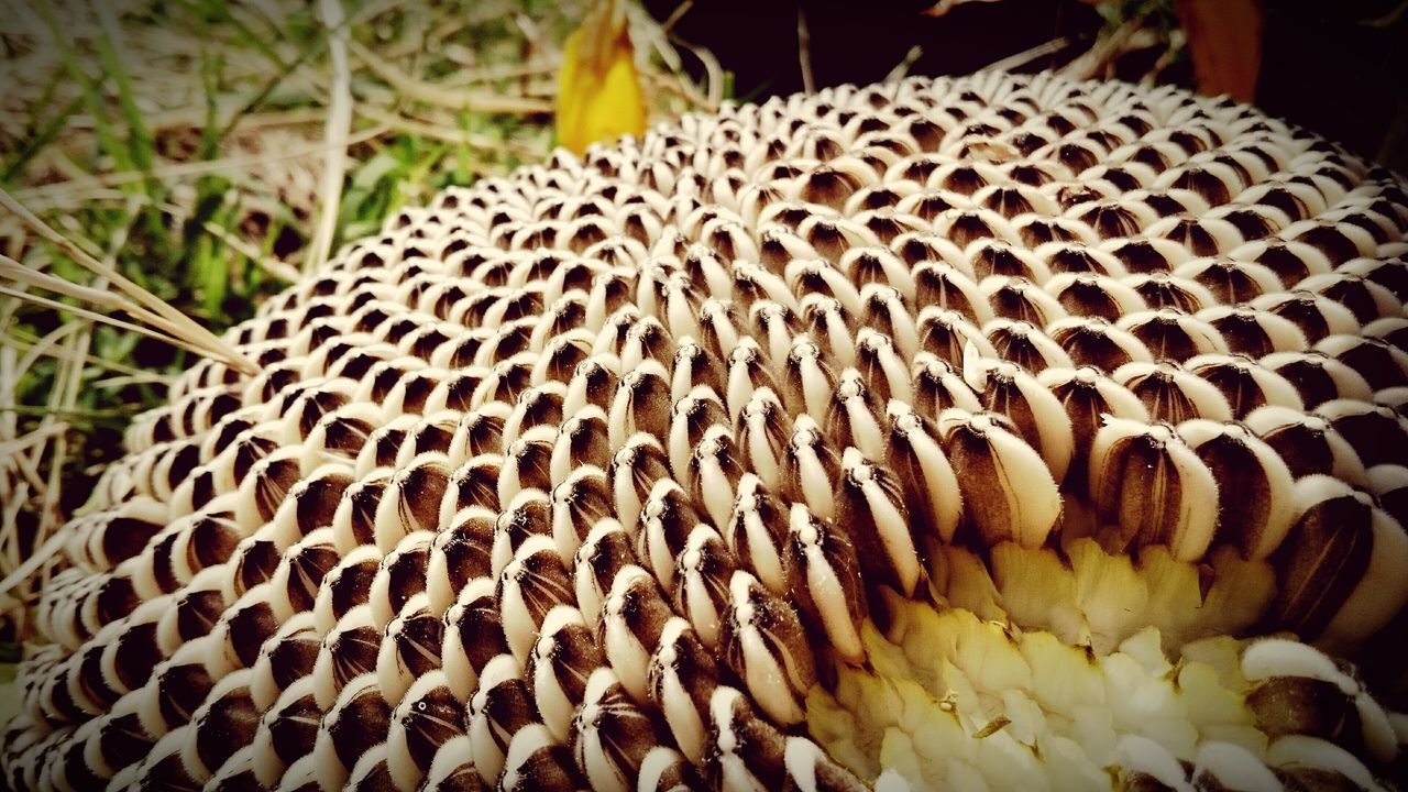 close-up, focus on foreground, pattern, animal themes, natural pattern, nature, selective focus, growth, animals in the wild, plant, no people, outdoors, day, field, sunlight, wildlife, beauty in nature, spotted, spiked, animal markings