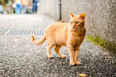 Portrait of ginger cat on street