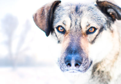 Close-up portrait of dog during winter