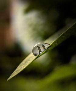 Close-up of water drop on leaf