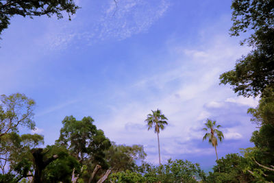 Low angle view of trees against sky