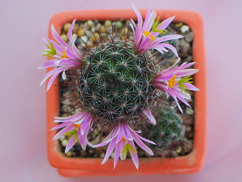 Close-up of succulent plant