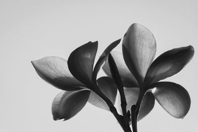 Close-up of frangipani blooming against sky