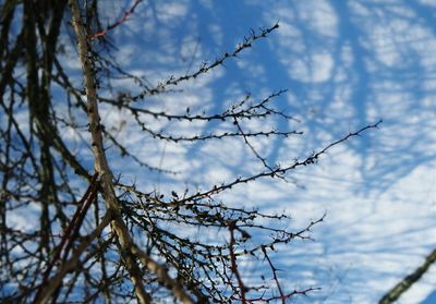 Low angle view of bare tree against cloudy sky