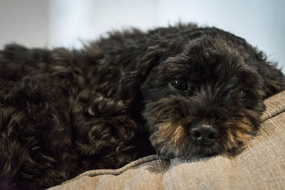 Close-up portrait of a dog at home