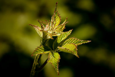 Close-up of plant