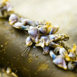 High angle view of shells on table