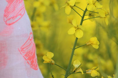 Easy life light scarf in colza field blown by the wind on a sunny day