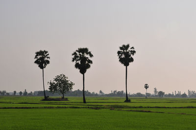 Palm trees on field against clear sky