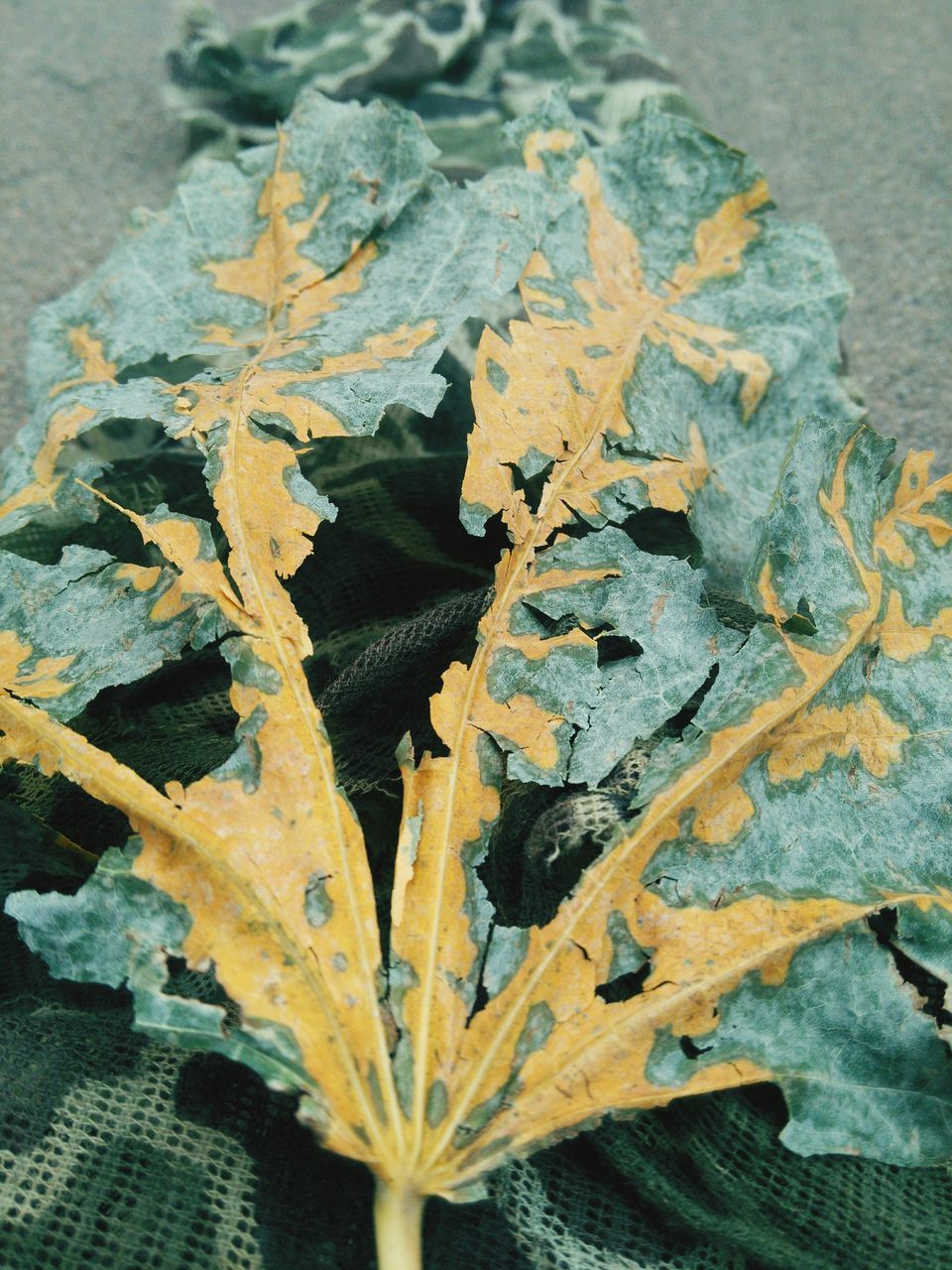 HIGH ANGLE VIEW OF LEAVES ON WOOD