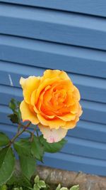 Close-up of yellow rose