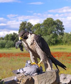 View of a bird on a field