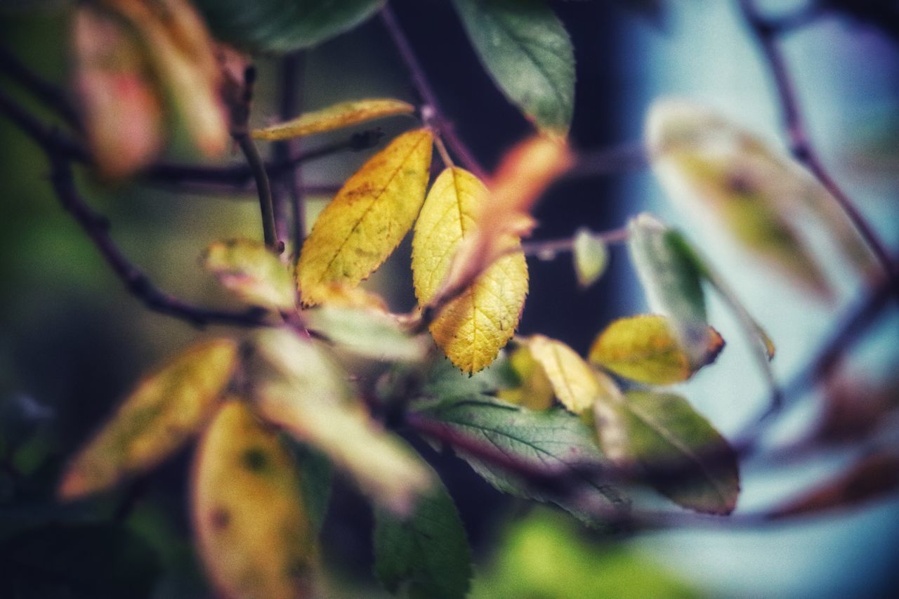 CLOSE-UP OF YELLOW FLOWERING PLANT ON TREE