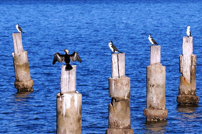 Birds perching on wooden post in lake