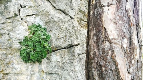 Close-up of tree trunk