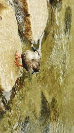 High angle view of duck swimming in lake