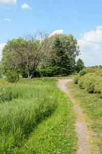 Scenic view of trees on field against sky