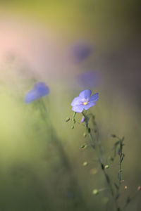 Close-up of purple flowering plant
