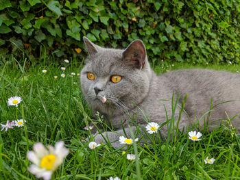View of cat on grassy field