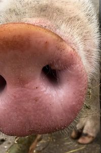 Close-up of pig nose