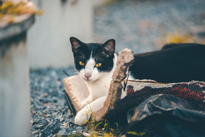 Portrait of cat relaxing outdoors
