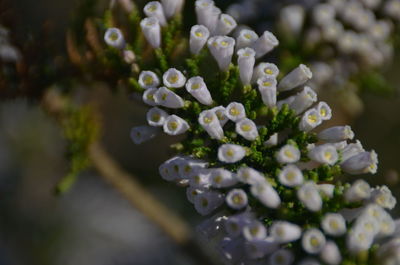 Close-up of white flowering plant