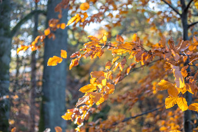 Close-up of yellow maple leaves on tree during autumn