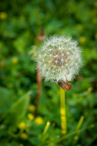 Close-up of dandelion flower