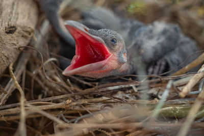 Close-up of bird in nest