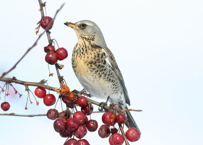 Close-up of bird perching on tree