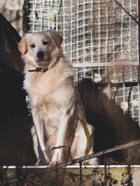 Dog looking away while sitting outdoors