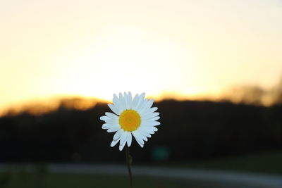 Close-up of white flower blooming against sky during sunset