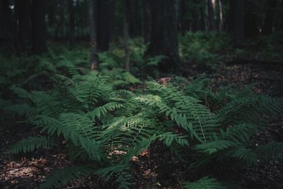 Scenic view of trees growing on field in forest