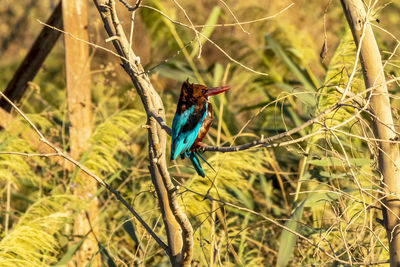 Close-up of bird perching on branch