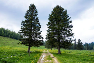 Trees on field against sky